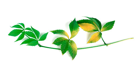 Image showing Yellowed branch of grapes leaves (Parthenocissus quinquefolia fo