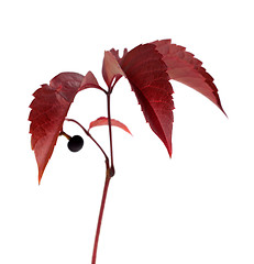 Image showing Autumnal grapes leaves. Parthenocissus quinquefolia foliage.