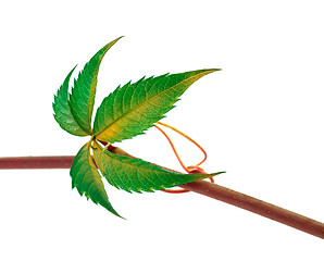 Image showing Multicolor twig of grapes leaves, parthenocissus quinquefolia fo