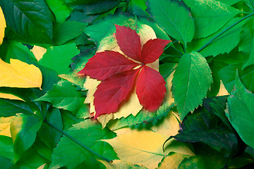 Image showing Background of multicolor autumn leaves