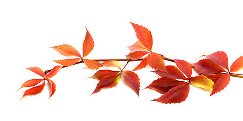 Image showing Red autumnal branch of grapes leaves (Parthenocissus quinquefoli