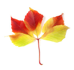 Image showing Autumnal grapes leaf on white background