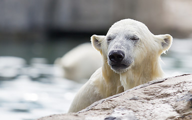 Image showing Close-up of a polarbear