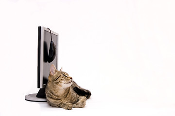 Image showing Cat and monitor