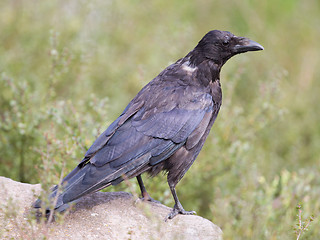 Image showing Black Crow