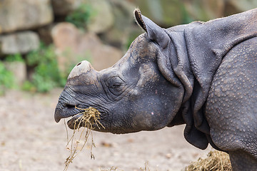 Image showing Close-up of an Indian rhino 