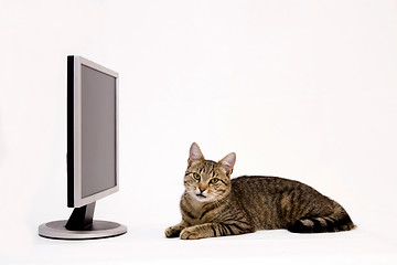 Image showing Cat and monitor