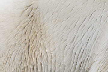 Image showing Close-up of a polarbear