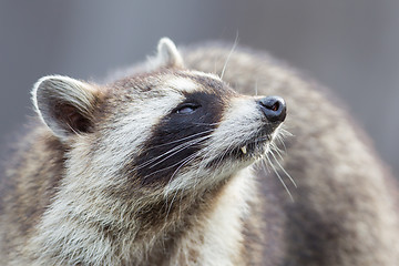 Image showing Close-up portrait of an adult raccoon