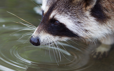 Image showing Close-up portrait of an adult raccoon