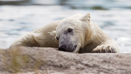 Image showing Close-up of a polarbear