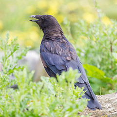 Image showing Black Crow