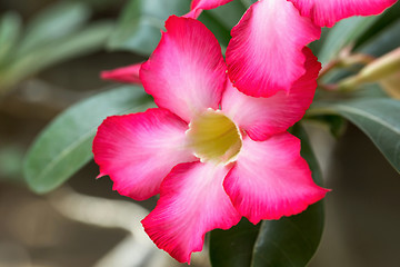 Image showing beautiful red Adenium flowers