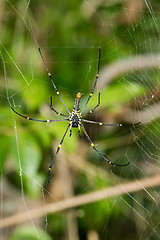 Image showing Close up Giant spider on the web (Nephila pilipes)