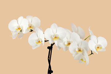 Image showing romantic branch of white orchid on beige background