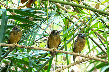 Image showing Ochre-bellied Boobook (Ninox ochracea) in Sulawesi