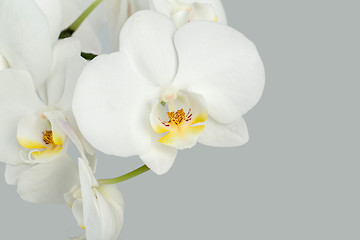 Image showing Branch of white orchid on grey background