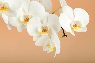 Image showing romantic branch of white orchid on beige background