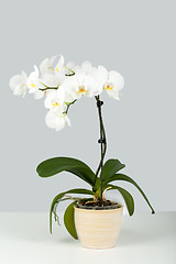 Image showing Branch of white orchid on grey background