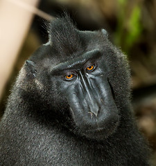 Image showing portrait of Celebes crested macaque, Sulawesi, Indonesia