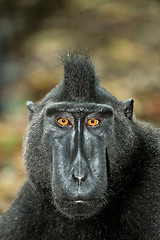 Image showing portrait of Celebes crested macaque, Sulawesi, Indonesia