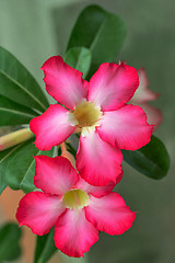 Image showing beautiful red Adenium flowers