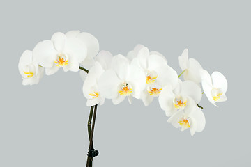 Image showing Branch of white orchid on grey background