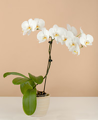 Image showing romantic branch of white orchid on beige background