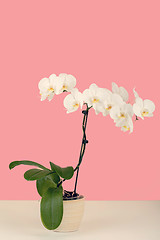 Image showing paste color romantic branch of white orchid on beige background