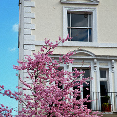 Image showing tree  window in europe london  red brick wall     and      histo