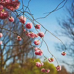 Image showing in london   park the pink tree and blossom flowers natural