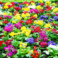 Image showing purple in london yellow flower field nature and spring