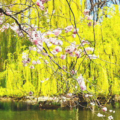 Image showing in london   park the pink tree and blossom flowers natural