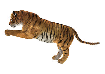 Image showing Tiger