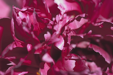 Image showing Abstract beautiful gentle spring flower background.  Closeup with soft focus. Sweet color