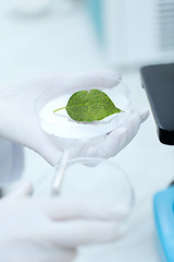 Image showing close up of hand with microscope and green leaf