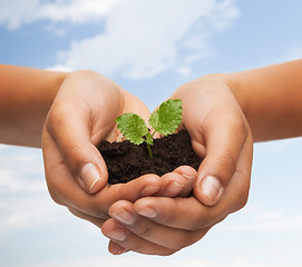 Image showing woman hands holding plant in soil