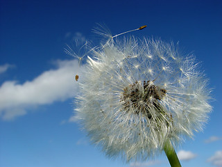 Image showing dandelion