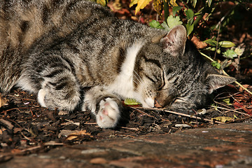 Image showing Sleeping cat