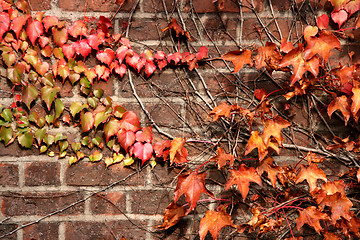 Image showing Autumn ivy