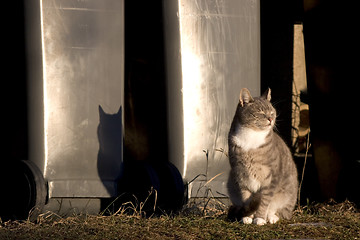 Image showing Cat enjoying the sun