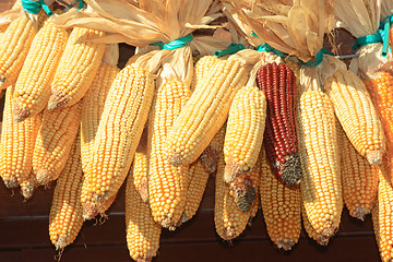 Image showing Maize stock