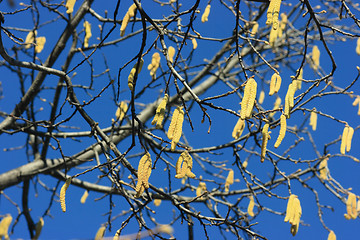 Image showing Spring catkins