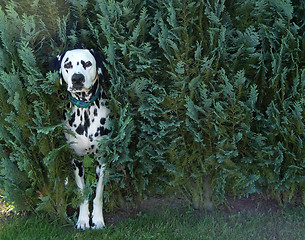 Image showing dog in bush