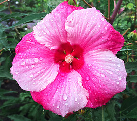 Image showing Beautiful pink hibiscus flower in raindrops