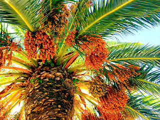 Image showing Palm tree with orange fruits