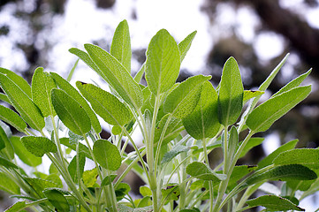Image showing looking up at sage plant leaves