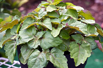 Image showing patchouli plant in garden