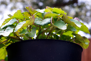 Image showing patchouli plant in pot