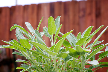 Image showing sage plant in the garden